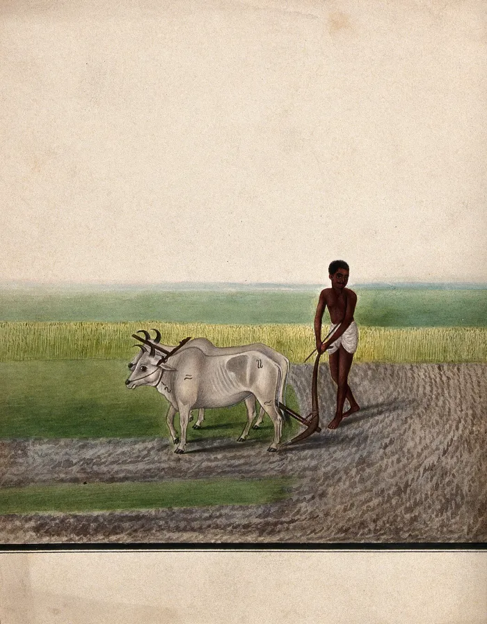 Indian Farmer Ploughing Land Canvas Print wall art print | PrintPosters.in